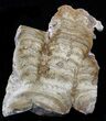 Polished Miocene Stromatolite (Chlorellopsis) - Crimea #57571-1